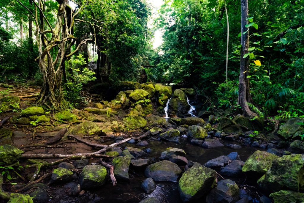 Jackass Ginger pool judd trail oahu