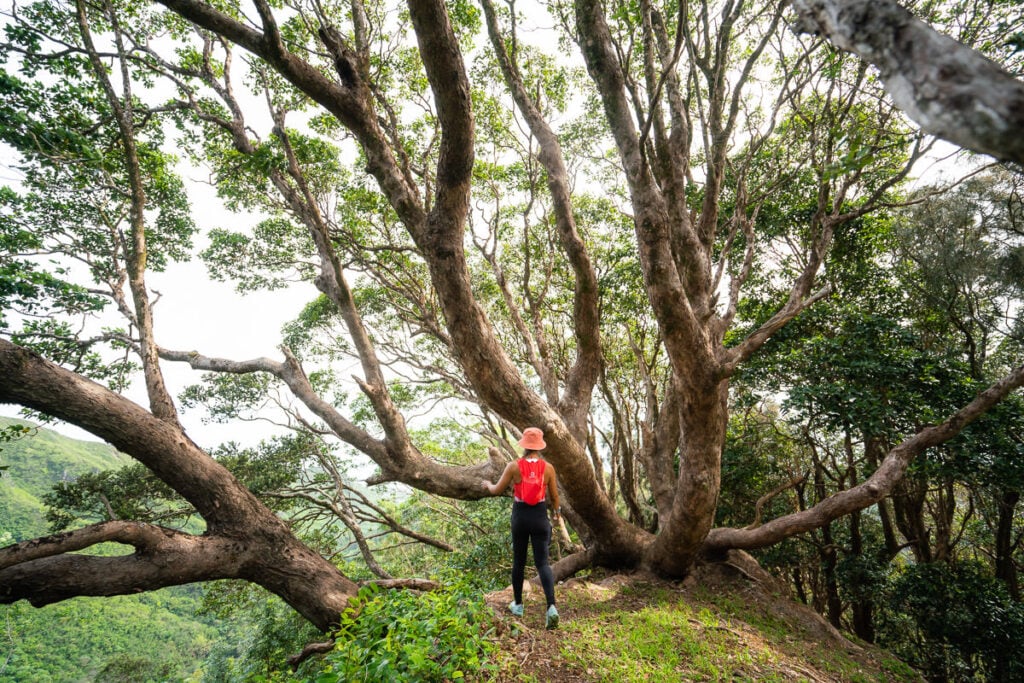 hauula loop trail hike oahu