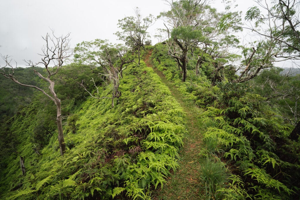 a lush green forest filled with lots of trees.