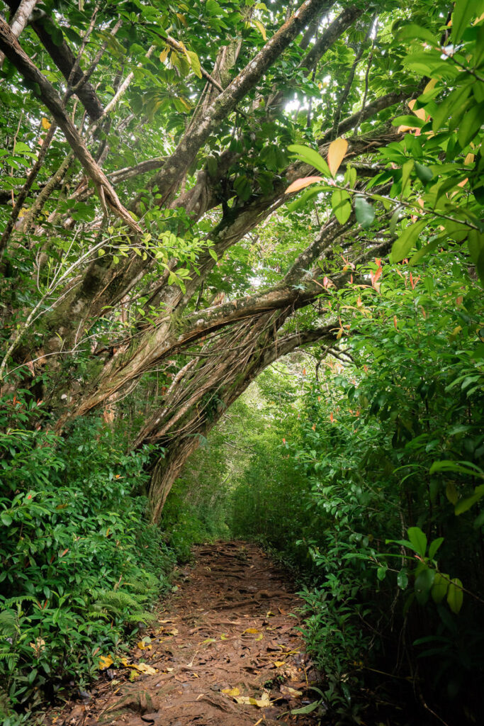 a dirt path in the middle of a forest.